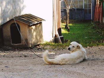 Portrait of labrador retriever relaxing by kennel