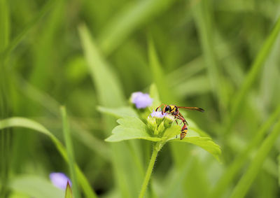 Close-up of insect on purple flower