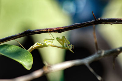 Close-up of insect on plant