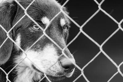 Close-up of dog looking through chainlink fence