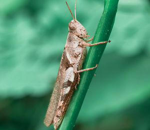 Close-up of insect on leaf