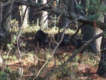 Dog in forest