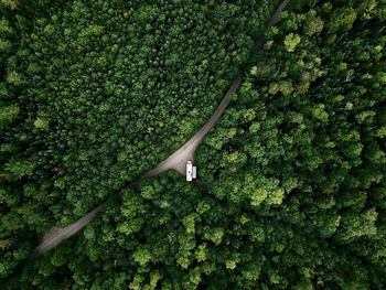 Aerial view of trees in forest