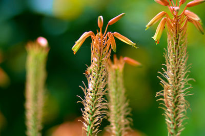 Close-up of insect on plant