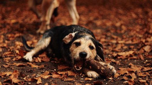 Close-up of a dog on field during autumn