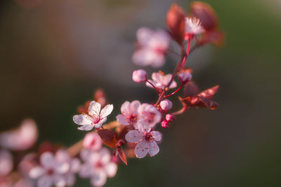 Close-up of pink cherry blossom