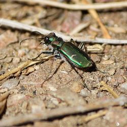 Close-up of insect