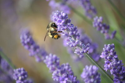 Close-up of bee pollinating on lavender flower