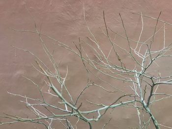 Close-up of bare tree in desert
