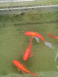 View of koi carps swimming in sea