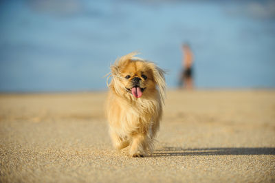 Dog running on sand