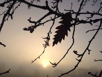 Low angle view of silhouette tree against sky at sunset