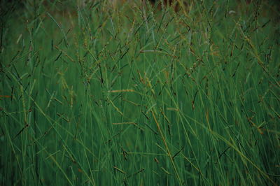 Full frame shot of crops on field