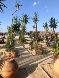 Palm trees and plants growing on land against sky