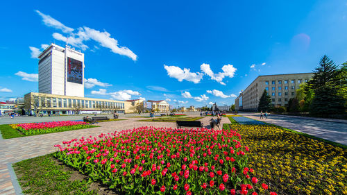 Flowering plants by building against blue sky