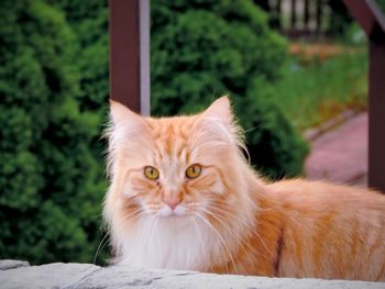 Close-up portrait of cat