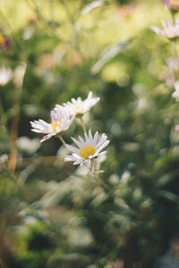 Close-up of flowers blooming outdoors