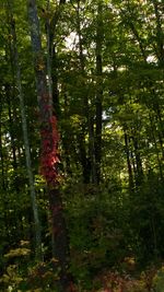 Trees in forest