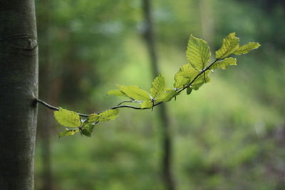 Close-up of green leaves on tree trunk