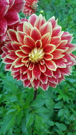 Close-up of red flower blooming outdoors