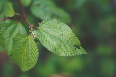 Close-up of insect on leaf