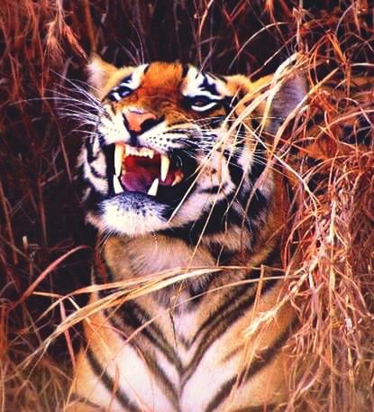 Kanha national park, MP, India