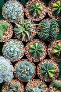 Cactus and succulent plants in flower market