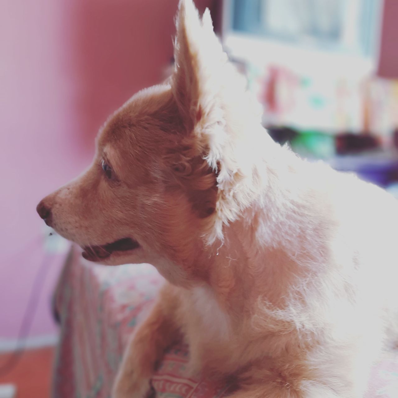 CLOSE-UP OF DOG LOOKING AWAY AT HOME