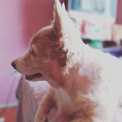 Close-up of a dog looking away at home