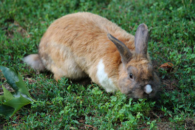 Close-up of rabbit on grass