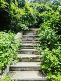 Narrow stairs along trees in park
