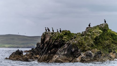 Bird perching on rock by sea against sky