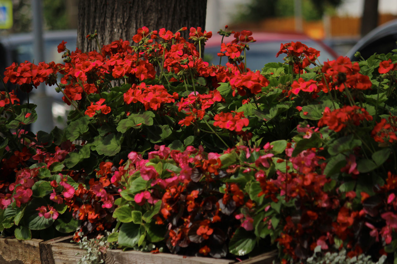 CLOSE-UP OF RED FLOWERING PLANT