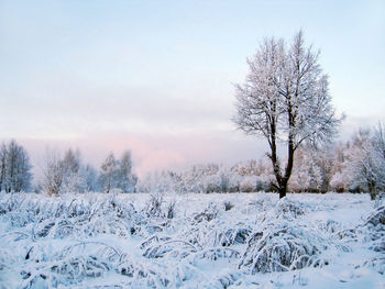 Beautiful winter landscape with a lonely tree