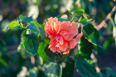 Close-up of rose plant
