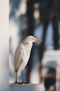 Egyptian bird staring upon the red sea. hurghada