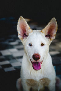 Close-up of a dog