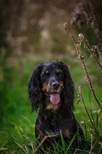 Portrait of black dog sitting on field