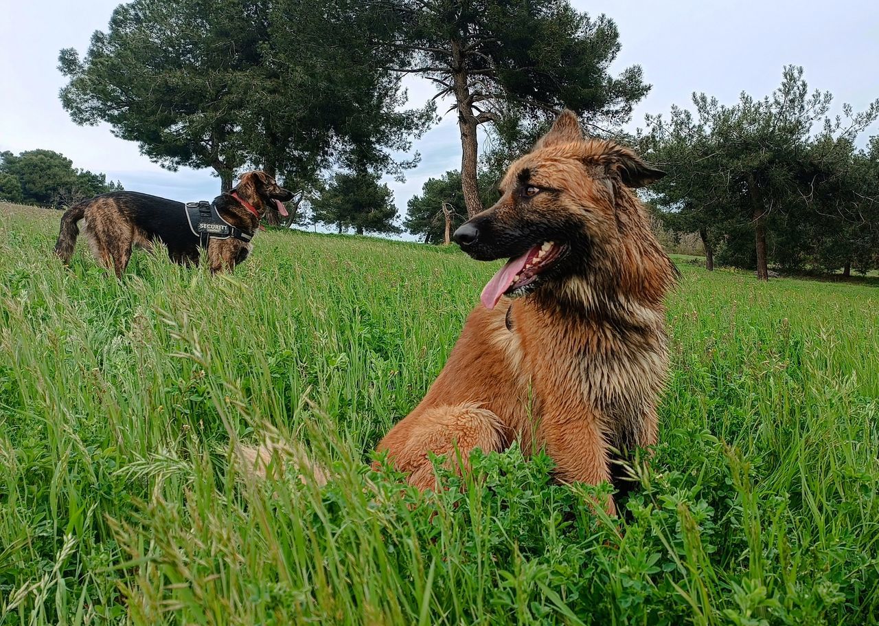 mammal, plant, animal themes, animal, domestic animals, dog, grass, pet, one animal, green, nature, field, tree, canine, growth, sky, land, no people, pasture, day, outdoors, brown, sticking out tongue, grass area, facial expression, animal body part, landscape