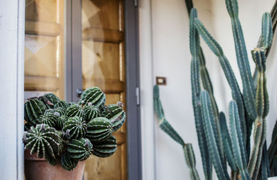 Close-up of cactus plants