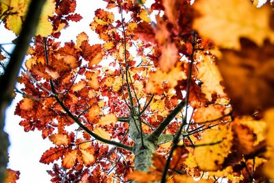 Low angle view of leaves on tree