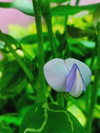 Close-up of purple flowering plant