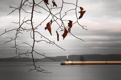 Scenic view of lake against cloudy sky with branch in foreground