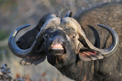 African cape buffalo, africa