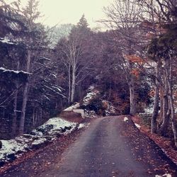 Road passing through bare trees