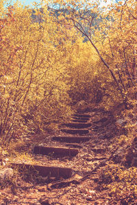 Trees in forest during autumn