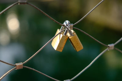 Close-up of a spider hanging on metal fence