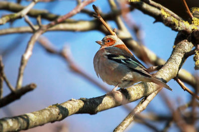 Close-up of bird perching on branch