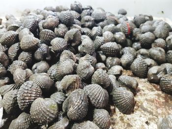 Full frame shot of pine cone