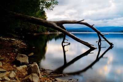 Reflection of tree in lake against sky